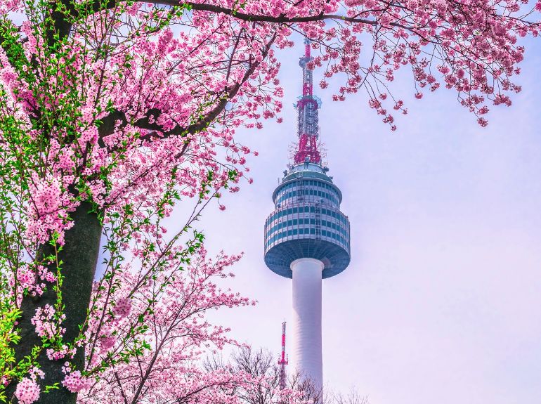scene in South Korea with cherry blossoms